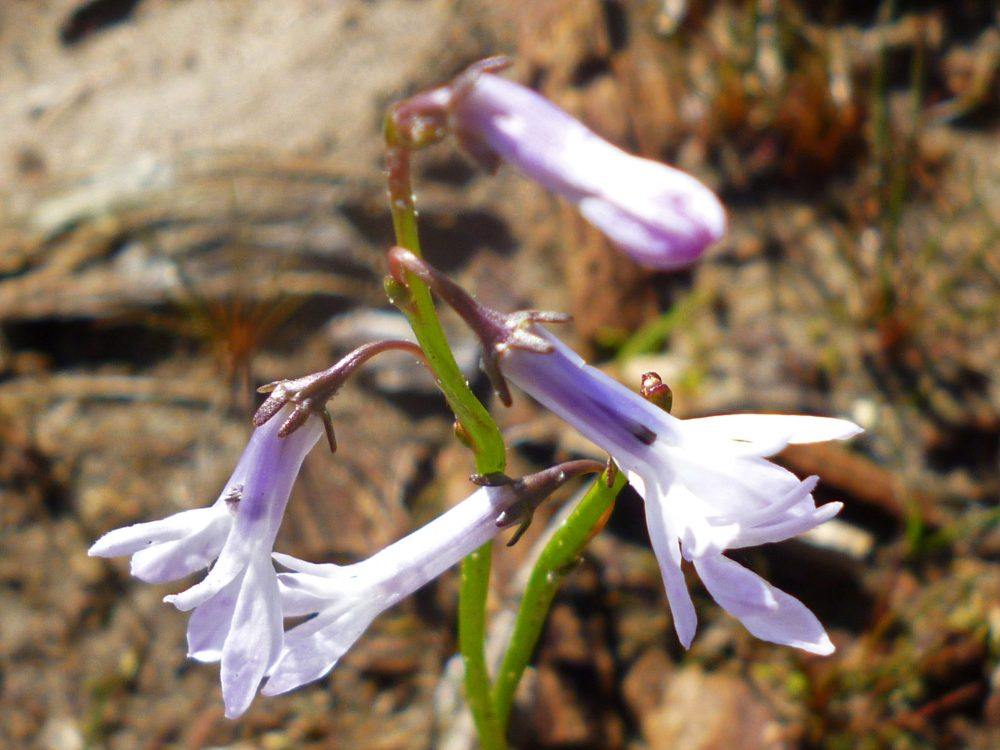 Waterlobelia